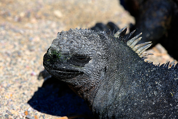 Marine iguana (Amblyrhynchus cristatus)