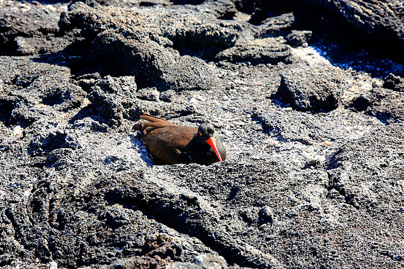 American Oystercatcher (Haematopus palliatus)