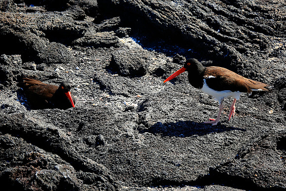 American Oystercatcher (Haematopus palliatus)