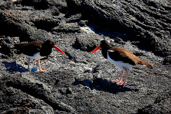 American Oystercatcher (Haematopus palliatus)