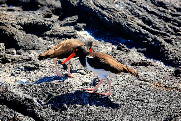 American Oystercatcher (Haematopus palliatus)