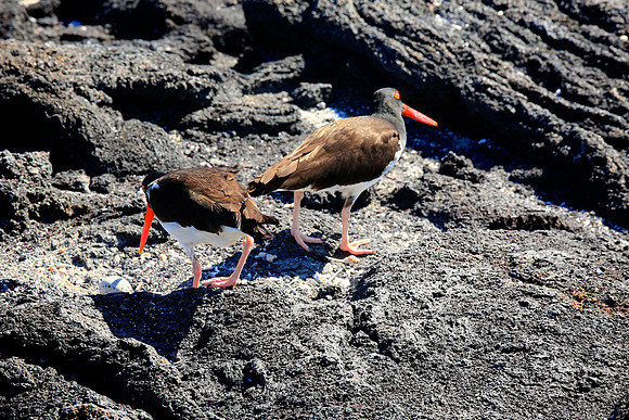 American Oystercatcher (Haematopus palliatus)