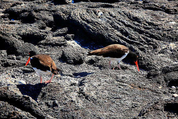 American Oystercatcher (Haematopus palliatus)