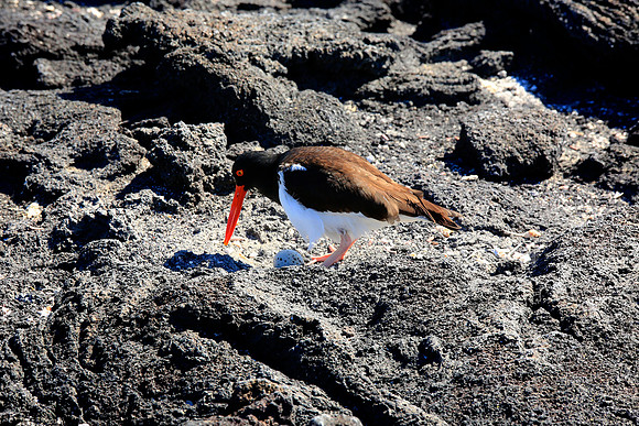 American Oystercatcher (Haematopus palliatus)