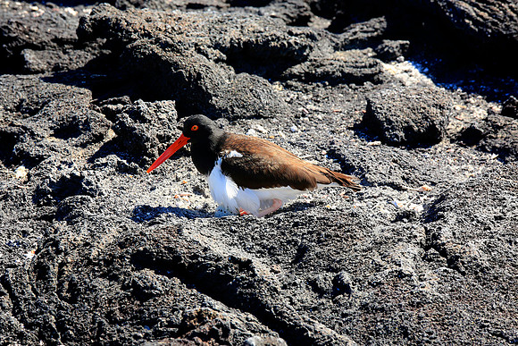 American Oystercatcher (Haematopus palliatus)
