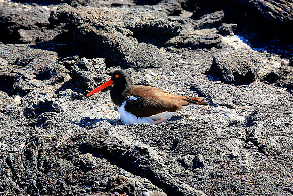 American Oystercatcher (Haematopus palliatus)