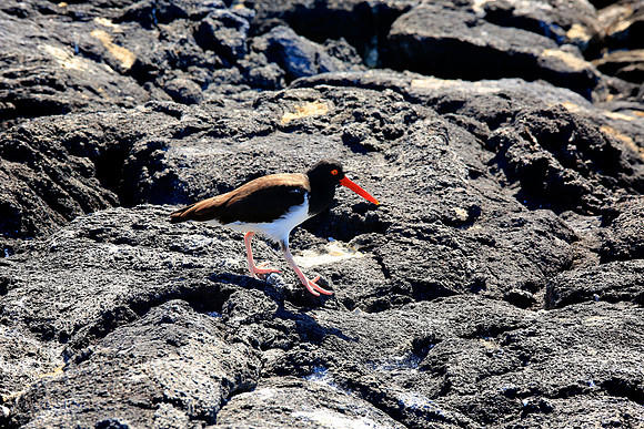 American Oystercatcher (Haematopus palliatus)