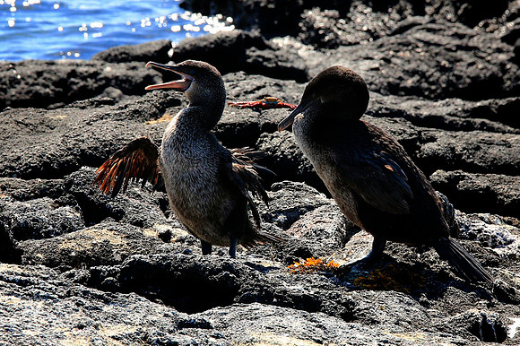 Flightless Cormorant (Phalacrocorax harrisi)
