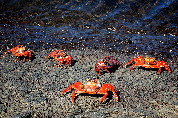 Sally Lightfoot Crab (Grapsus grapsus)