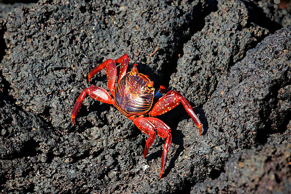 Sally Lightfoot Crab (Grapsus grapsus)