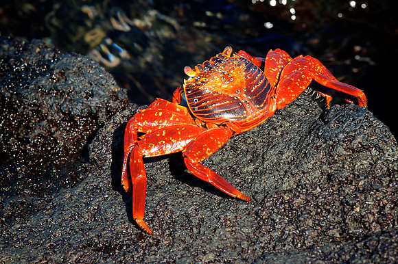 Sally Lightfoot Crab (Grapsus grapsus)