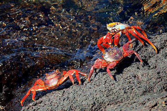 Sally Lightfoot Crab (Grapsus grapsus)