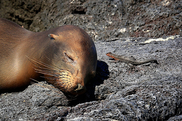 Galápagos sea lion (Zalophus wollebaeki)