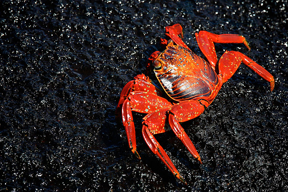 Sally Lightfoot Crab (Grapsus grapsus)