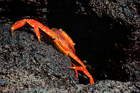 Sally Lightfoot Crab (Grapsus grapsus)