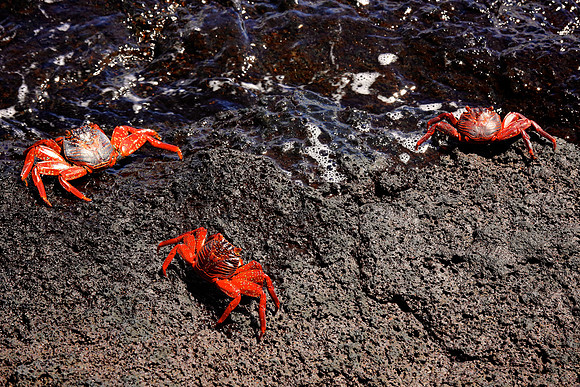 Sally Lightfoot Crab (Grapsus grapsus)