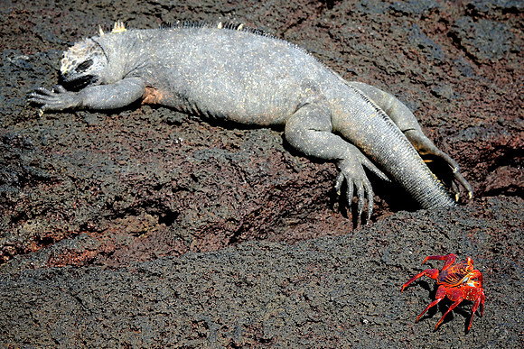 Marine iguana (Amblyrhynchus cristatus)