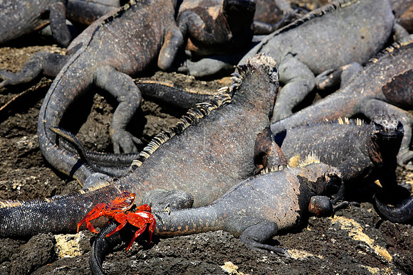 Sally Lightfoot Crab (Grapsus grapsus)