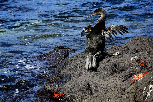 Flightless Cormorant (Phalacrocorax harrisi)
