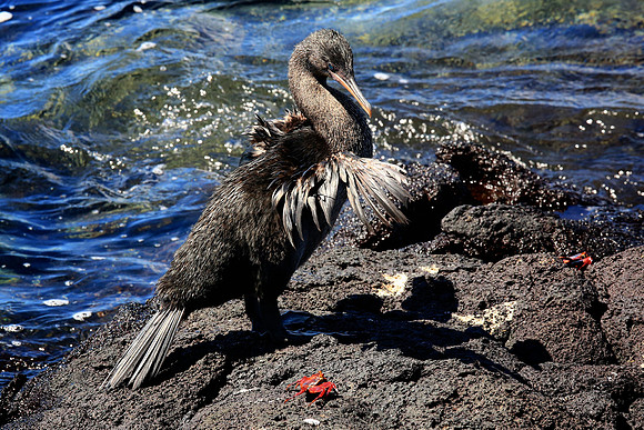 Flightless Cormorant (Phalacrocorax harrisi)