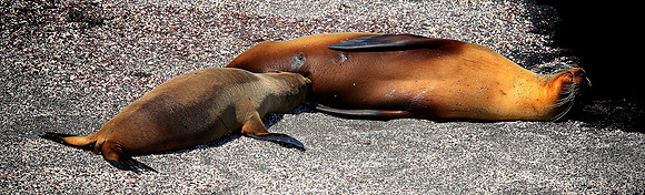 Galápagos sea lion (Zalophus wollebaeki)
