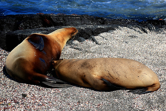 Galápagos sea lion (Zalophus wollebaeki)