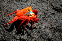 2012 Sept - Galapagos Wildlife