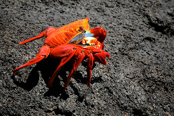 Sally Lightfoot Crab (Grapsus grapsus)