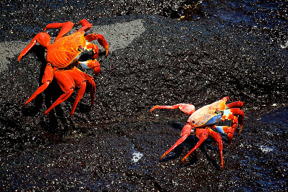 Sally Lightfoot Crab (Grapsus grapsus)