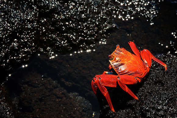 Sally Lightfoot Crab (Grapsus grapsus)