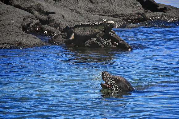 Marine iguana (Amblyrhynchus cristatus)