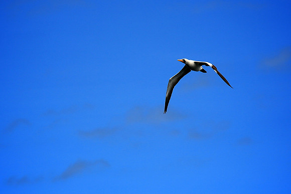 Nazca booby (masked booby) - Sula granti