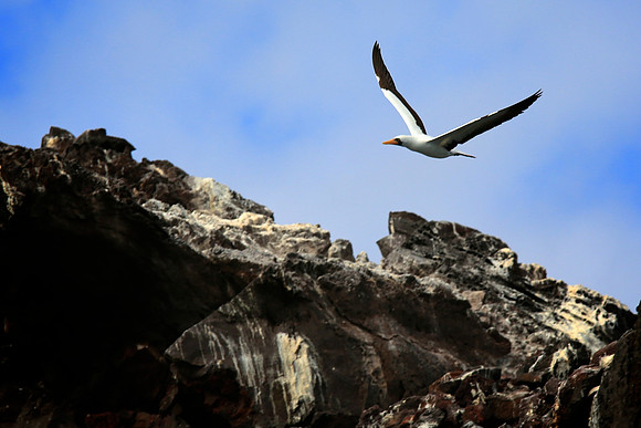 Nazca booby (masked booby) - Sula granti