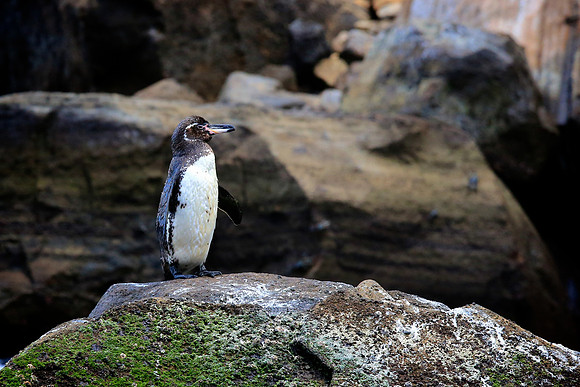 Galapagos Penguin (Spheniscus mendiculus)