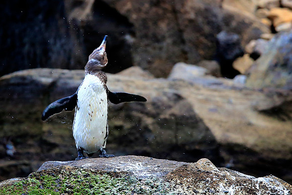 Galapagos Penguin (Spheniscus mendiculus)