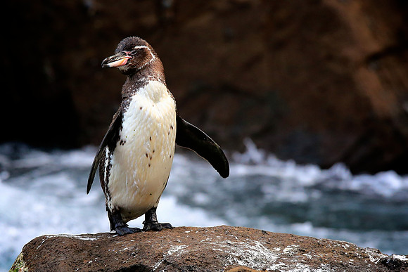 Galapagos Penguin (Spheniscus mendiculus)