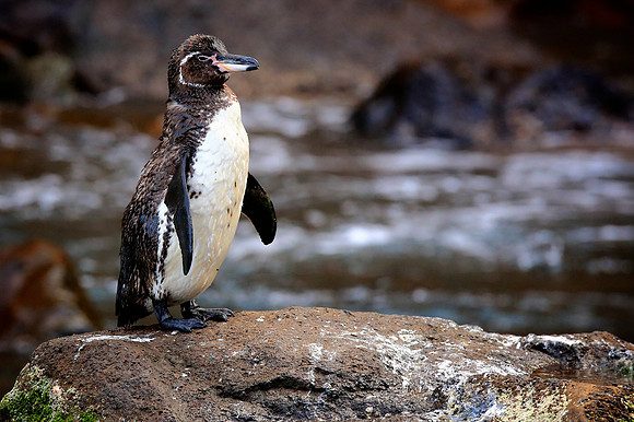 Galapagos Penguin (Spheniscus mendiculus)