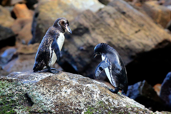 Galapagos Penguin (Spheniscus mendiculus)