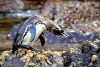 2012 Sept - Galapagos Wildlife