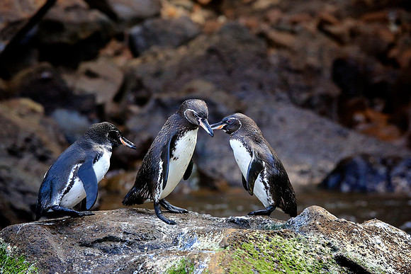 Galapagos Penguin (Spheniscus mendiculus)