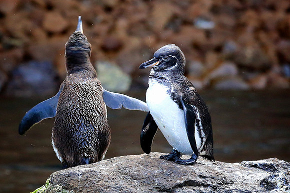 Galapagos Penguin (Spheniscus mendiculus)