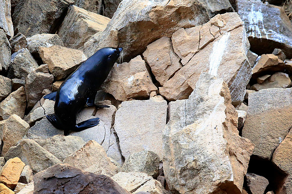 Galápagos sea lion (Zalophus wollebaeki)