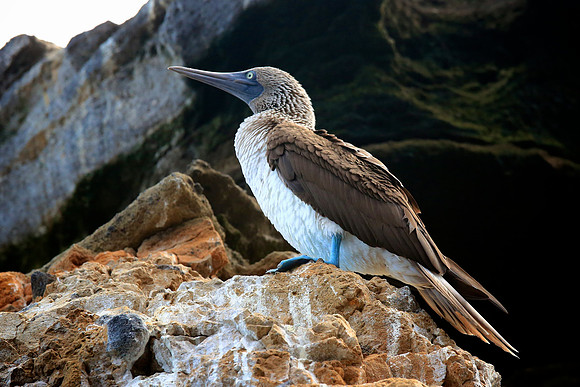 Blue-footed Booby (Sula nebouxii)