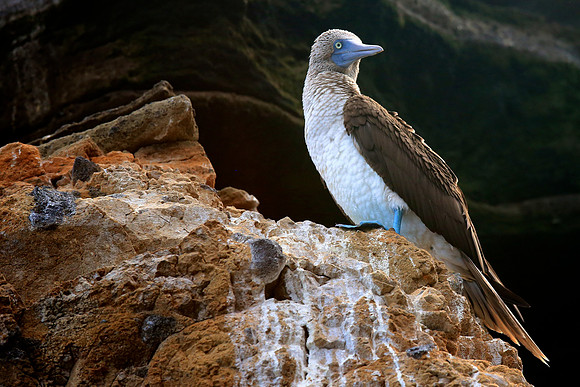 Blue-footed Booby (Sula nebouxii)
