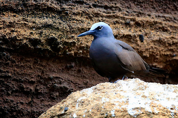 Brown noddy (Anous stolidus)