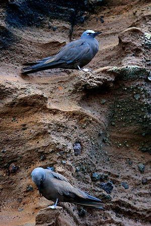 Brown noddy (Anous stolidus)