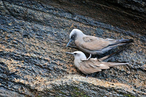 Brown noddy (Anous stolidus)