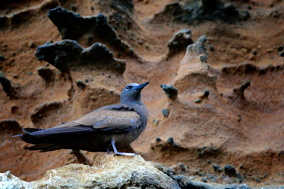 Brown noddy (Anous stolidus)