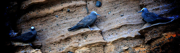 Brown noddy (Anous stolidus)
