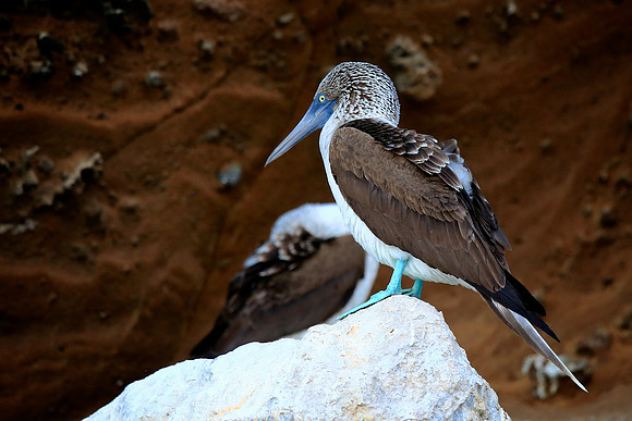 Blue-footed Booby (Sula nebouxii)